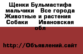 Щенки Бульмастифа мальчики - Все города Животные и растения » Собаки   . Ивановская обл.